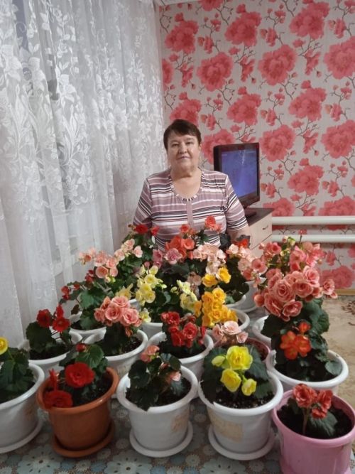 Бегонияне ничек үстерергә?