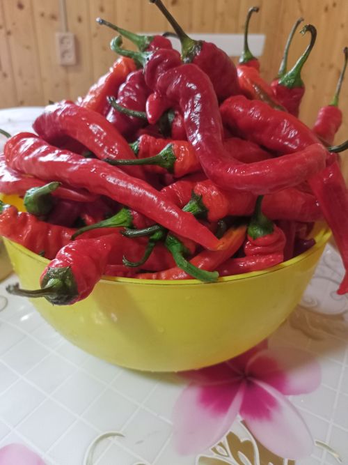Бөҗәкләрдән өй шартларында котылу чаралары