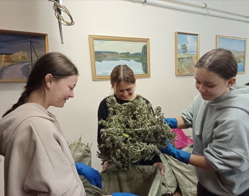 «Күңгәр урта гомуми белем бирү мәктәбе»  укучылары дару үләннәре җыюда актив катнашалар