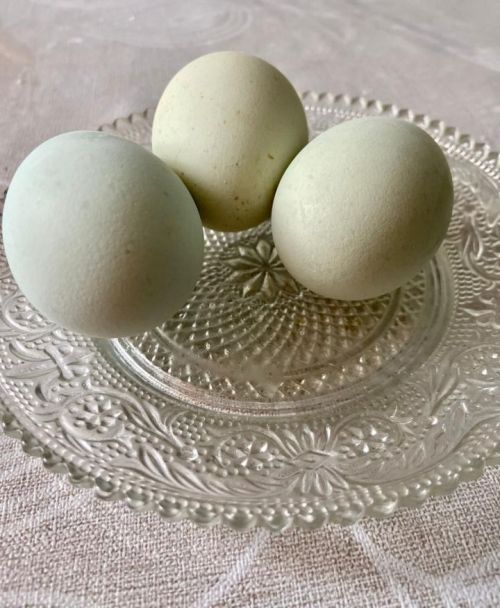 Кышын тавыклар йомырка салсын өчен нишләргә?