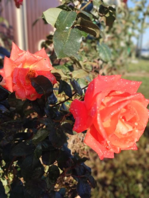 Бүген Әтнәдә аязучан болытлы, салкынча һава