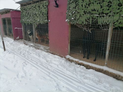 Күәм урта мәктәбе укучылары Биектау районында урнашкан этләр приютында булдылар