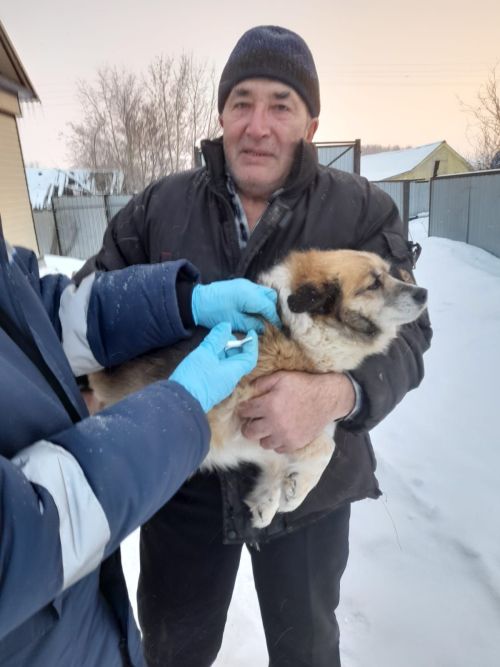 Әтнәдә этләргә чип куя башладылар