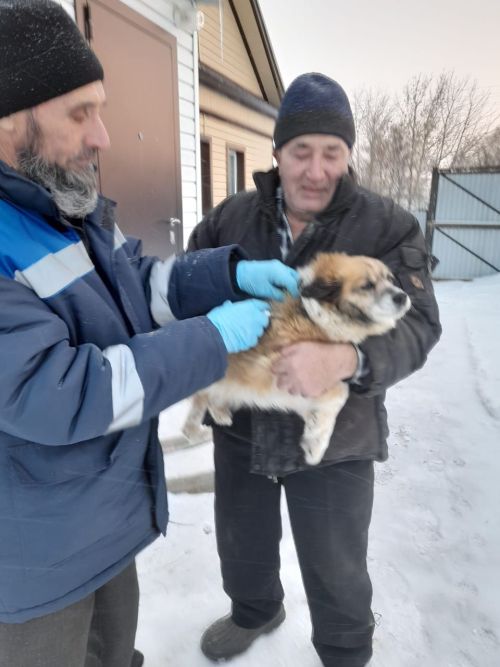 Әтнәдә этләргә чип куя башладылар