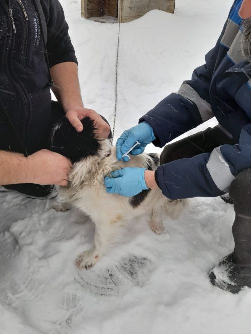 Әтнәдә этләргә чип куя башладылар