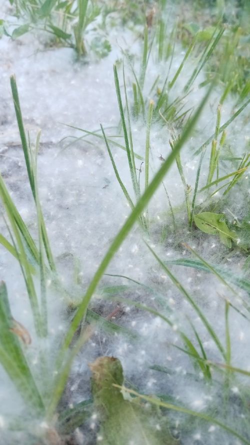 Белгеч тупыл мамыгы нәрсәсе белән куркыныч булуын, аннан ничек сакланырга икәнен аңлатты