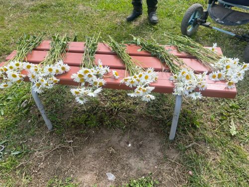 24 июнь  - ромашка чәчәкләре көне