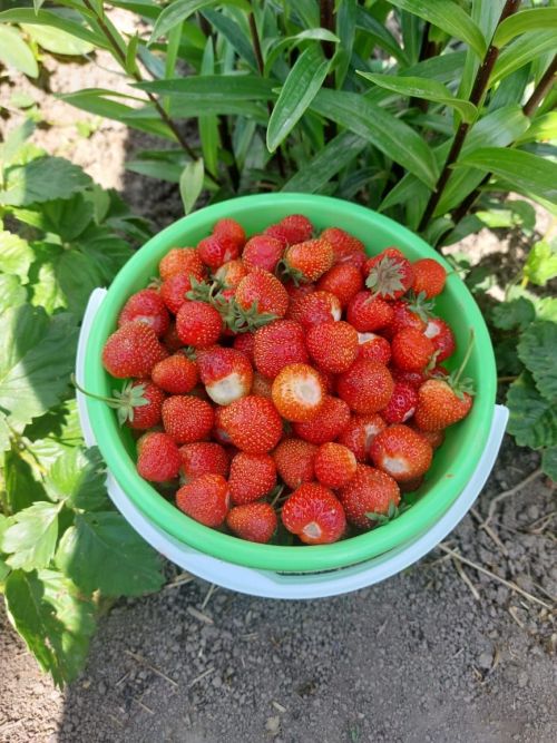 Җәй көне нәрсә ашаганда сак булырга кирәк?