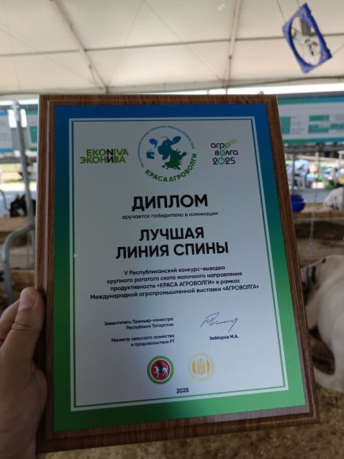 Безнең сыер – чемпион