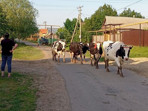 Татарстан Республикасы Авыл хуҗалыгы һәм азык-төлек министрлыгы сыер абзарлары, комплекслар составында биналар һәм сарык фермалары төзүгә чыгымнар өлешен каплауга гаризалар кабул итү турында игълан итә