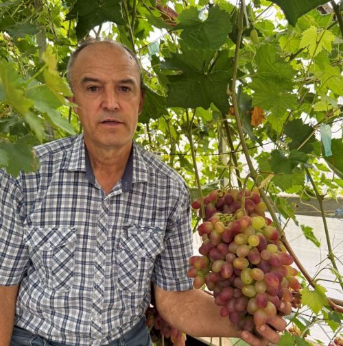 Виноград үстерүче Ринат Галимҗанов: «Табышын да, рәхәтлеген дә бирә»