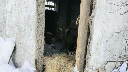 Урманнан килгән кунакка ярдәм: Әтнә районы халкы маралны ашата