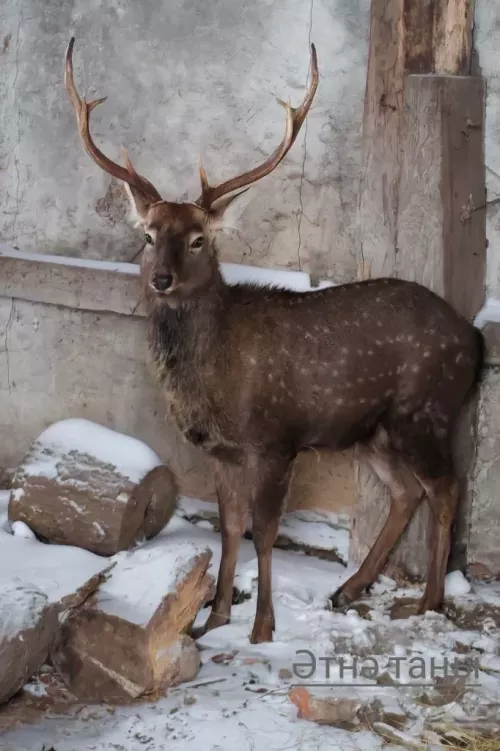 Кыргый хайван кабат Әтнәдә