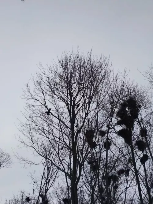 Әтнәгә кара каргалар килде