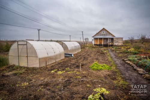 Теплицадагы корткычлардан арынуның гади ысулы