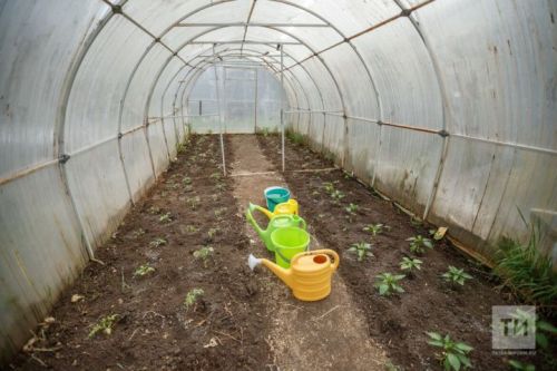 Теплицадагы корткычлардан арынуның гади ысулы