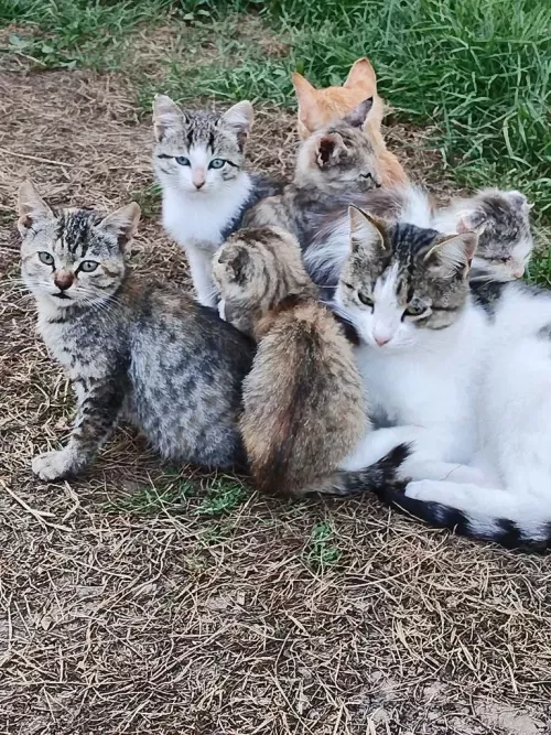 Казанның Мәскәү районында котыру авыруы чыгуга бәйле карантин кертелде