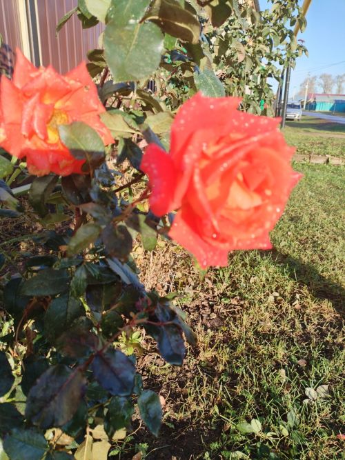 Бүген Әтнәдә аязучан болытлы һава