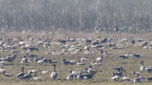 Кыр казлары