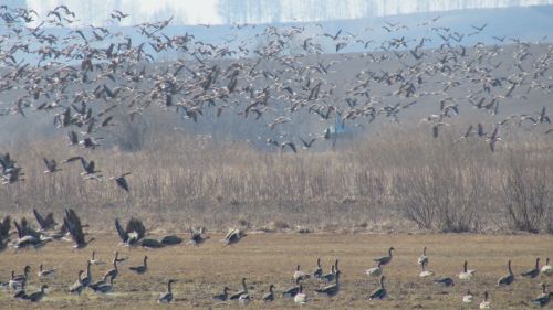 Кыр казлары