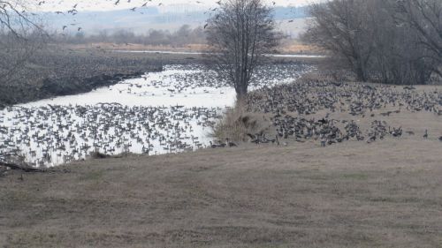 Кыр казлары