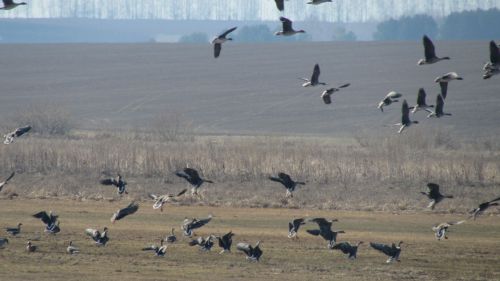 Кыр казлары
