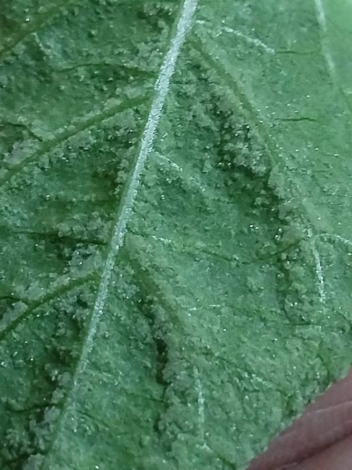 Борыч үсентеләренә киңәш