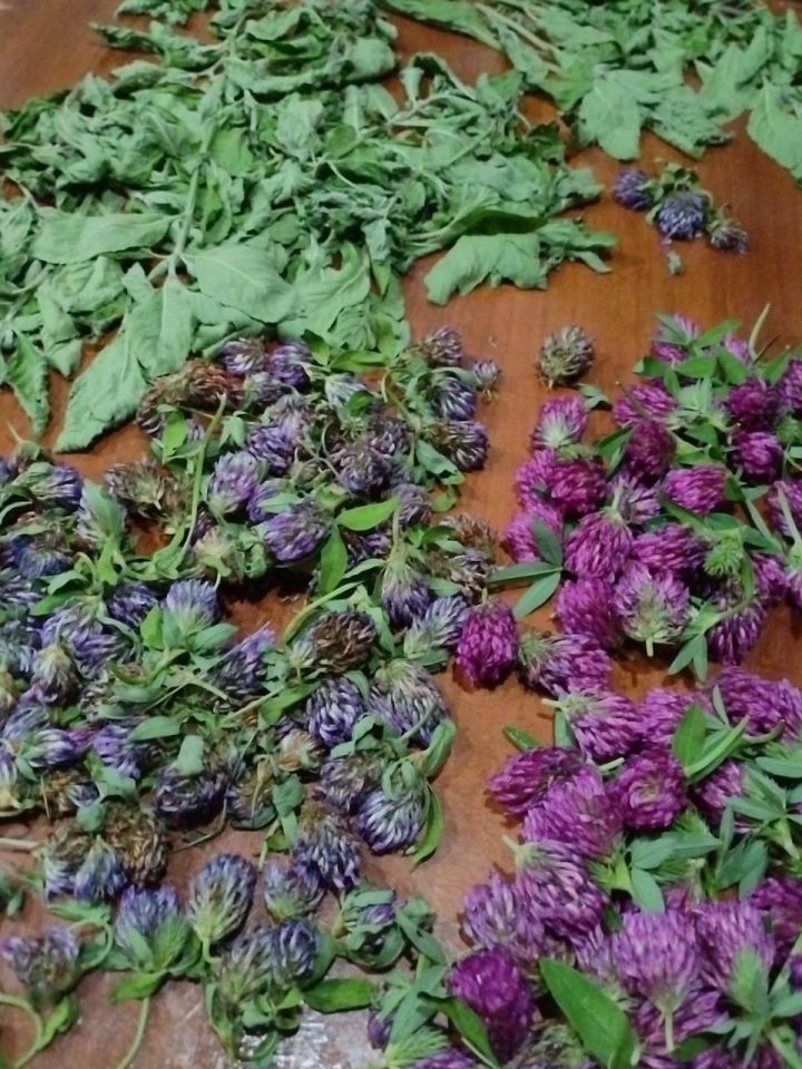 Июнь аенда нинди дару үләннәрен җыярга?