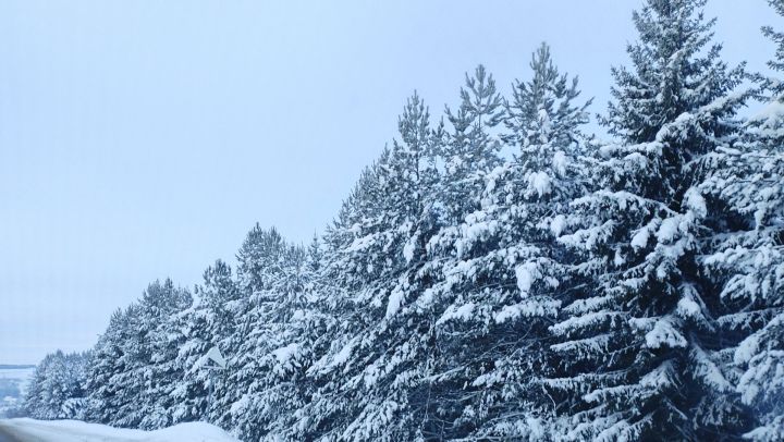 Законсыз киселгән чыршы сатып алган өчен җаваплылык яныймы?
