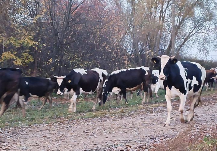 Яңа закон йорт хайваннарын мөстәкыйль рәвештә күмүне тыйды