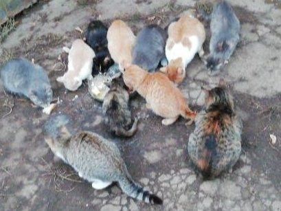 Мәчеләрдән кешеләргә нинди авырулар йога ала?