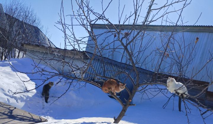 Март аенда бакча эшләре