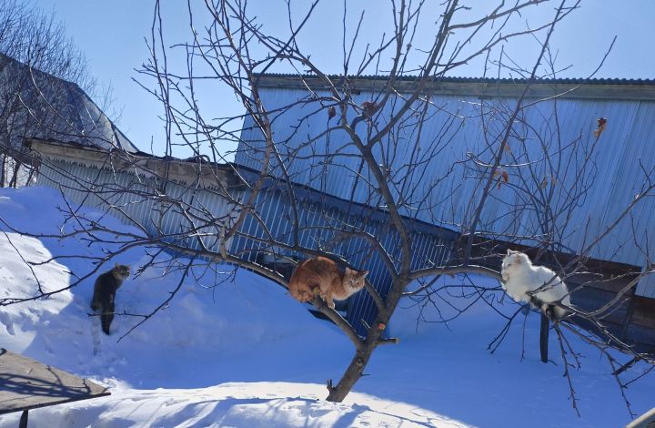 Март аенда бакча эшләре