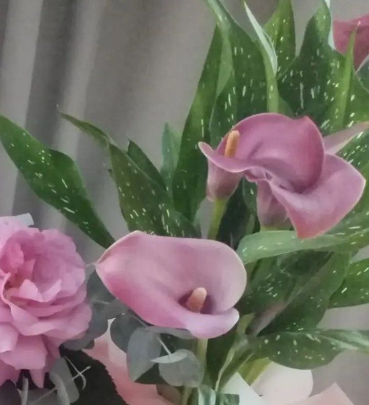 Калла чәчәкләрен кышка әзерләү һәм саклау кагыйдәләре