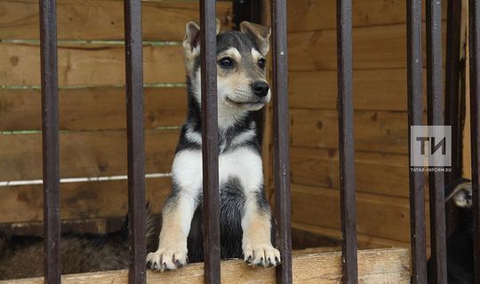 Татарстан депутатлары сукбай этләрне вакытлыча тоту урыннары булдырырга тәкъдим итә