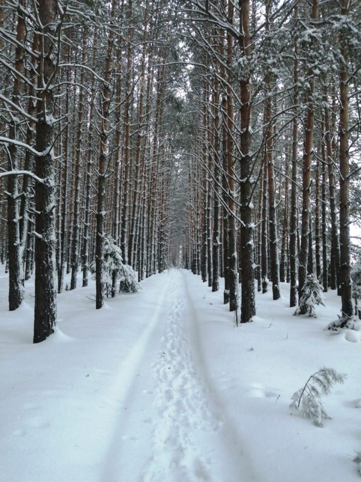 Кышкы каникулларда кайларга барырга була