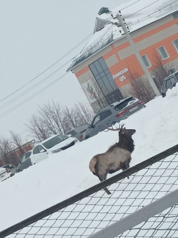 Болан «Ашыт»ны үз итәрме?