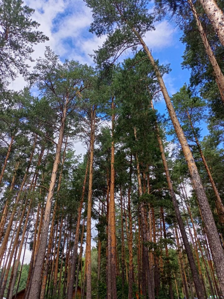 Татарстанда, эссе булу сәбәпле, урманнарга керү тыела