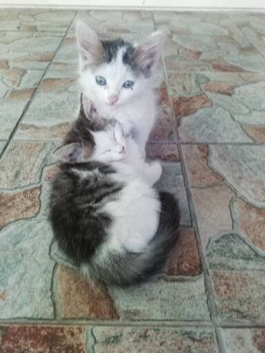 Котыру чире йокмасын