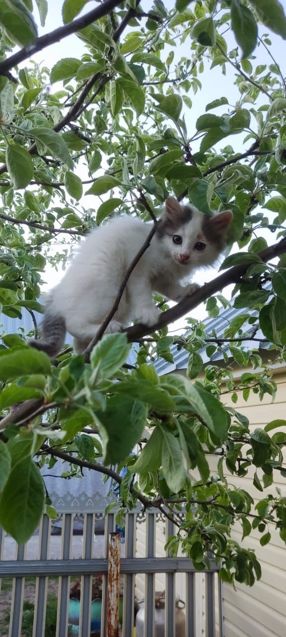 Бүген Әтнәдә  урыны белән кыска вакытлы яңгыр явуы көтелә