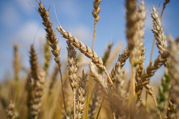 Татарстан авыл хуҗалыгы продукциясен Кытайга экспортлау 6,5%ка арткан