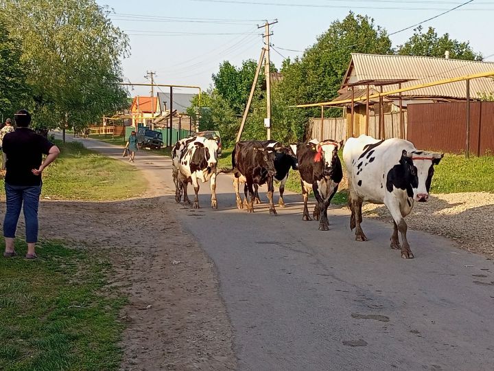 Татарстанда тояклы хайваннар кертүне вакытлыча тыйдылар