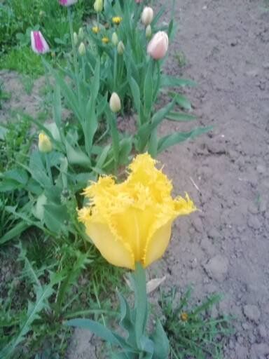 Бүген Әтнәдә яңгыр яварга мөмкин