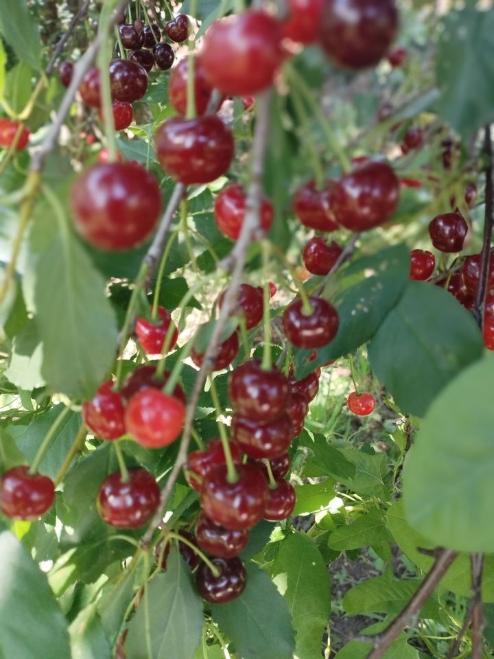 Әтнәдә бүген +30 градуска кадәр эсселек