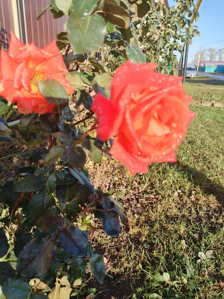 Бүген Әтнәдә аязучан болытлы һава